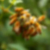 Illustration of a swarm of bees demonstrating collective behavior