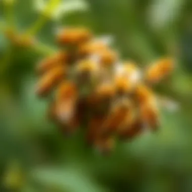 Collective Behavior in Nature Illustration of a swarm of bees demonstrating collective behavior